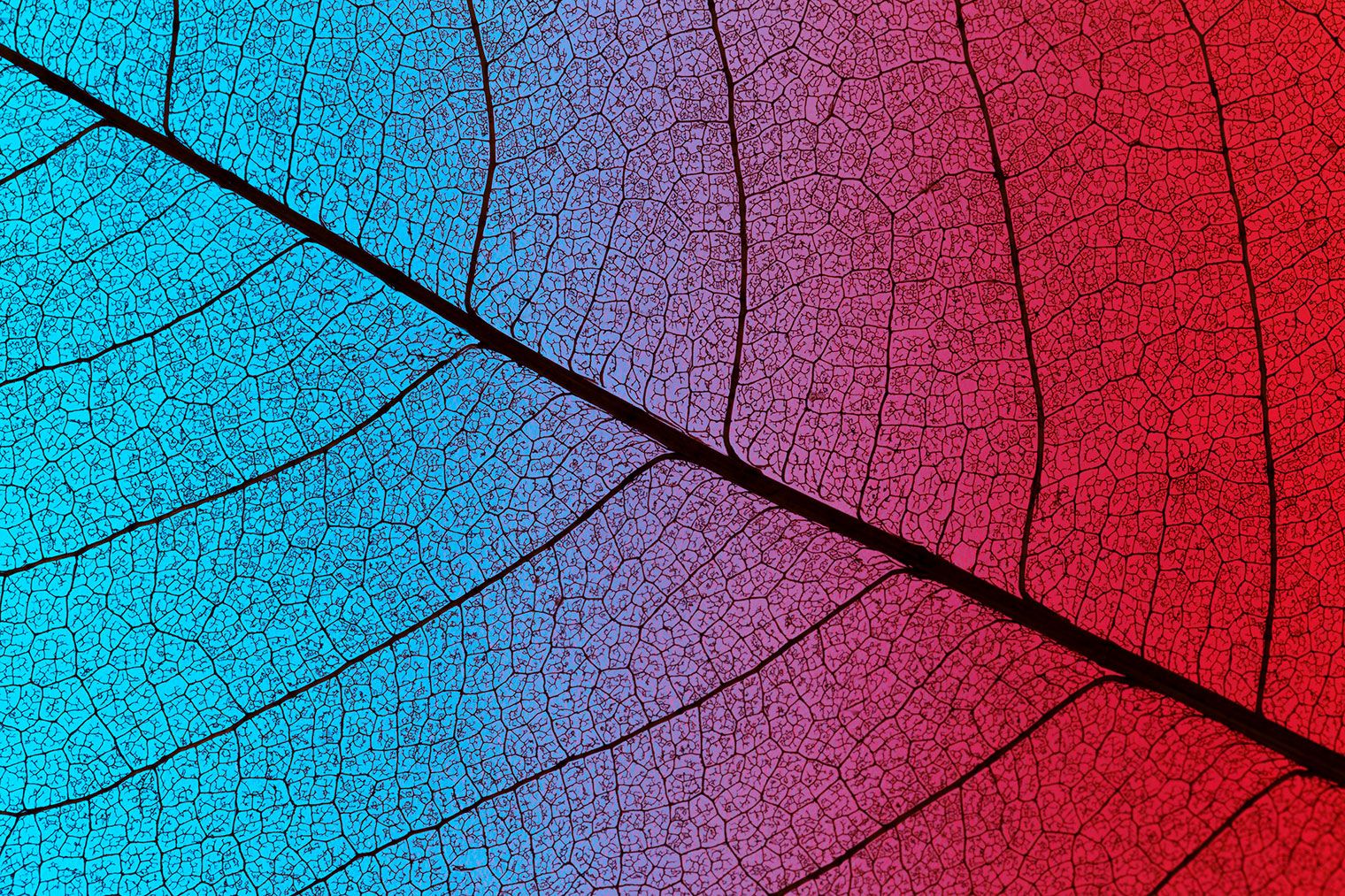 Understanding The Kratom Colors